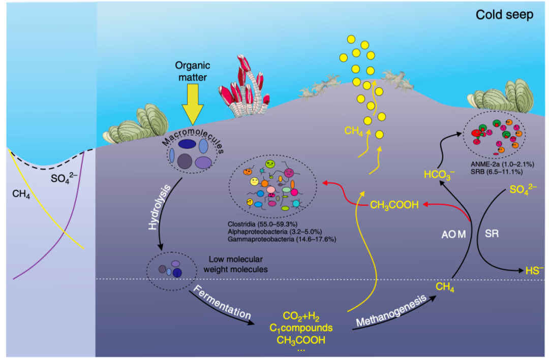 深海冷泉与甲烷循环：全球碳循环的关键环节 - 默认图片