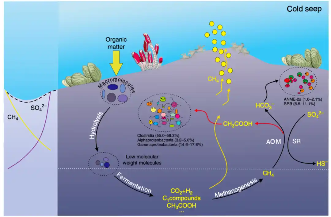 深海冷泉与甲烷循环：全球碳循环的关键环节 - 特色图片