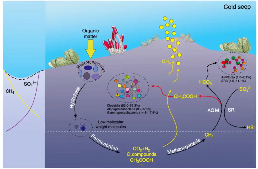 深海冷泉与甲烷循环：全球碳循环的关键环节 - 默认图片